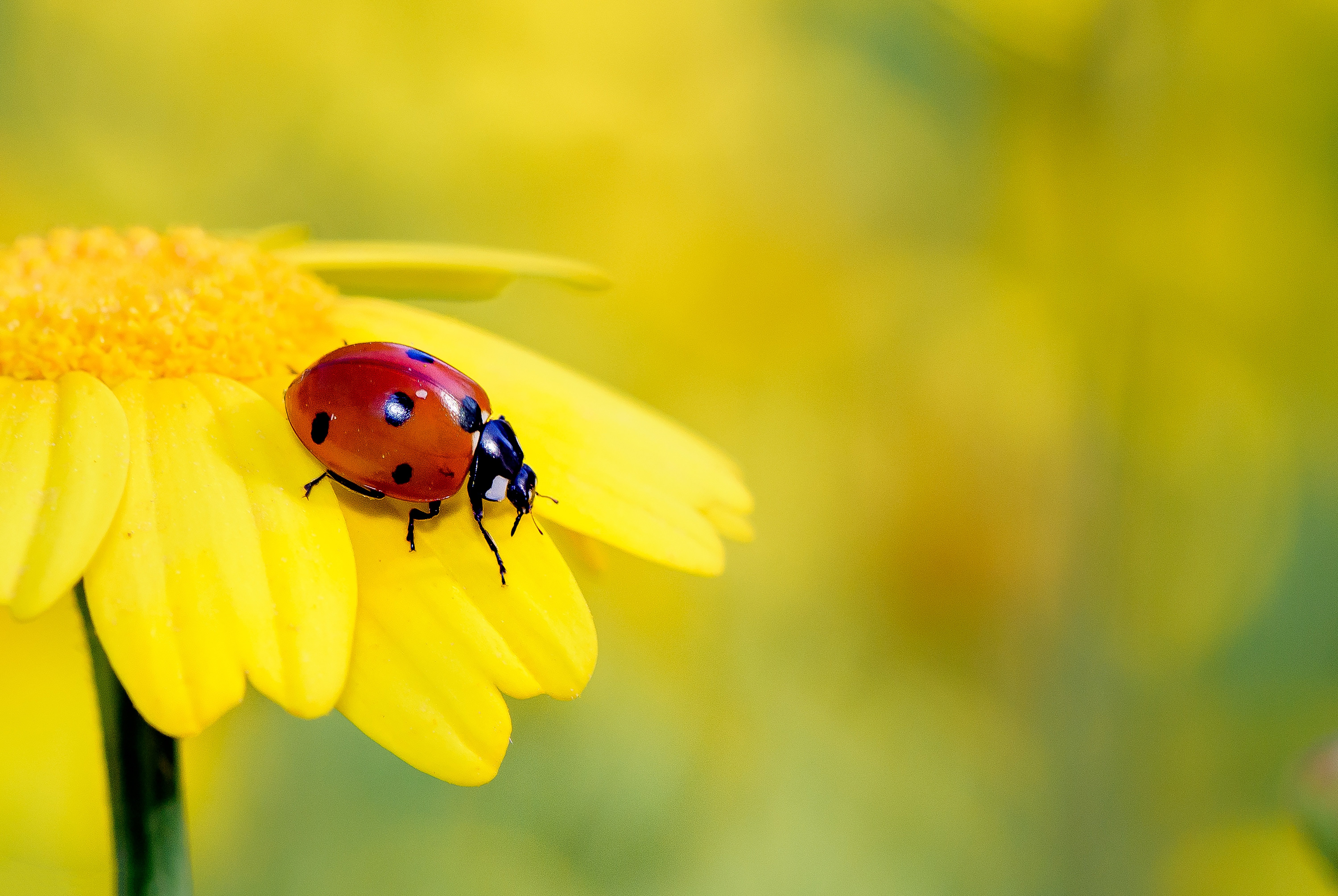 coccinelle