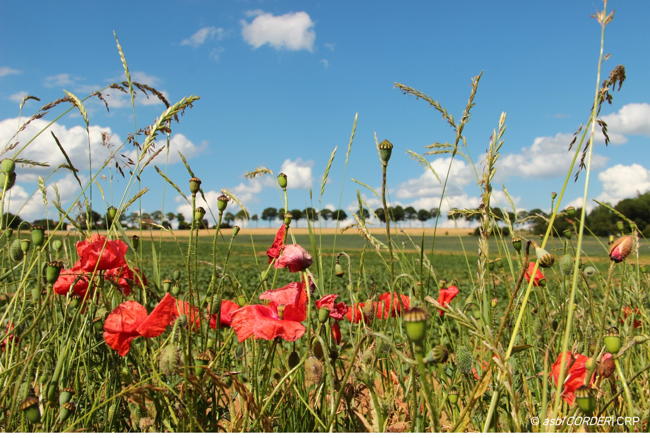 coquelicots