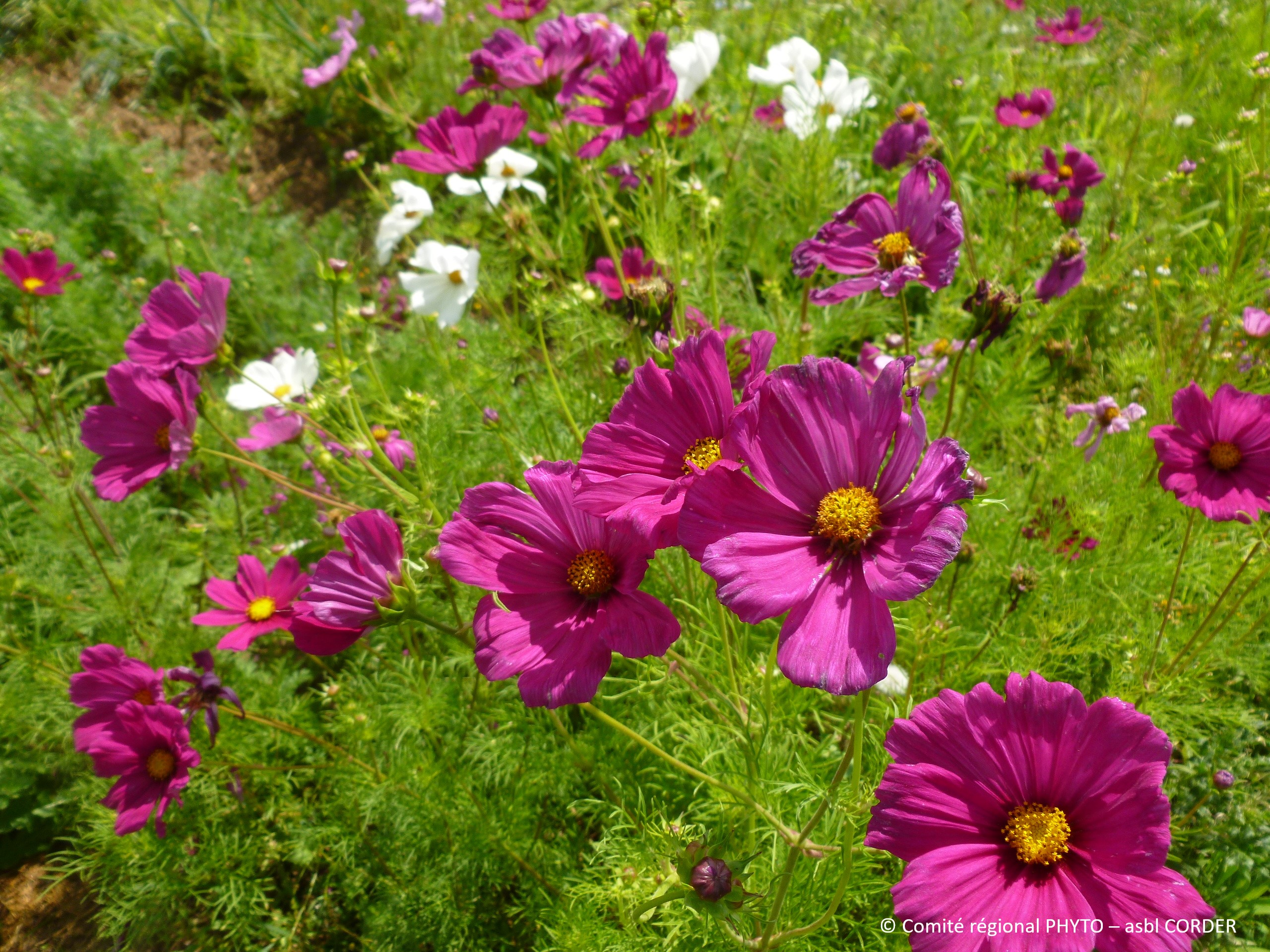 Fleurs de cosmos