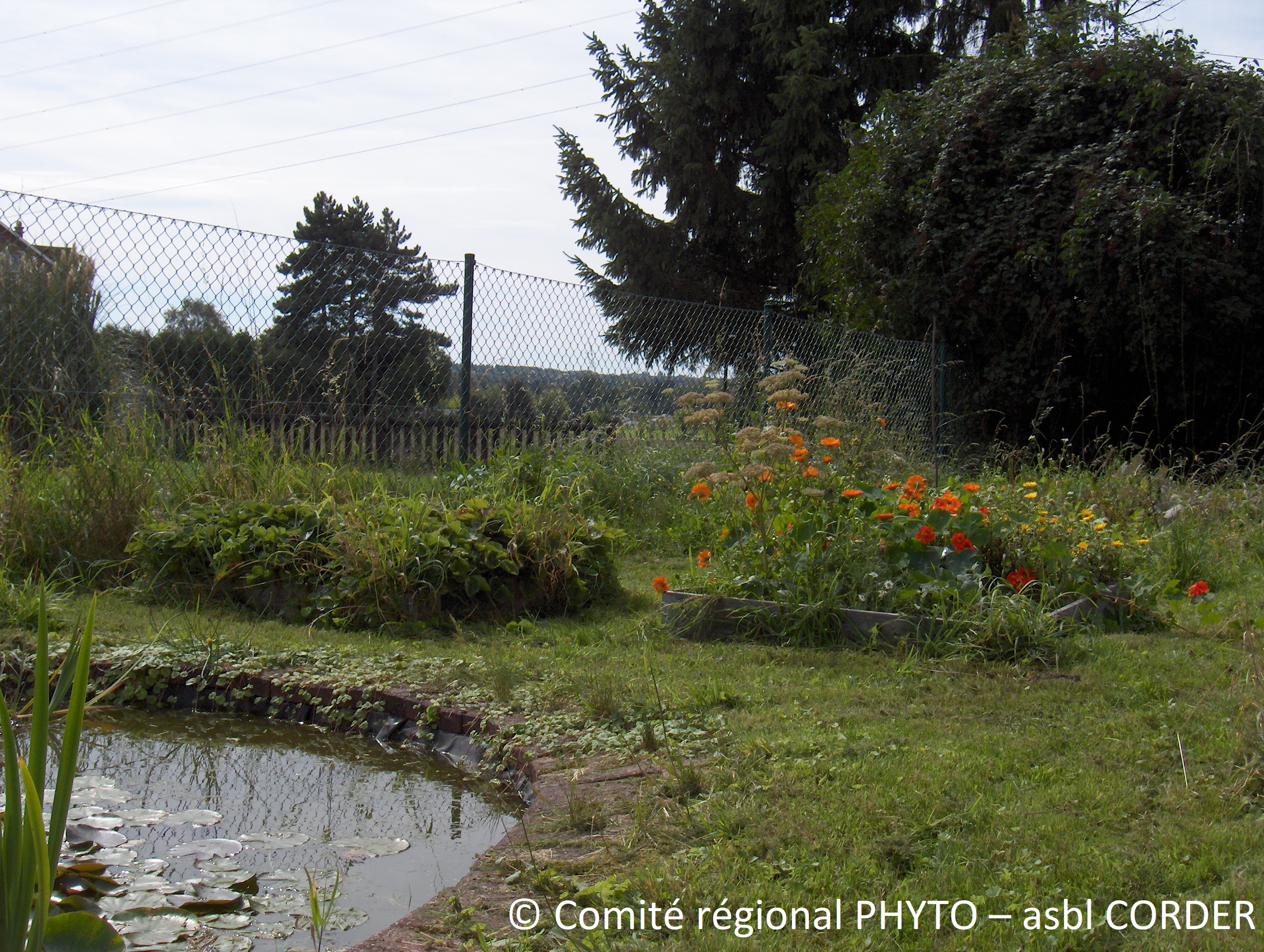 Zone tampon étang dans un jardin