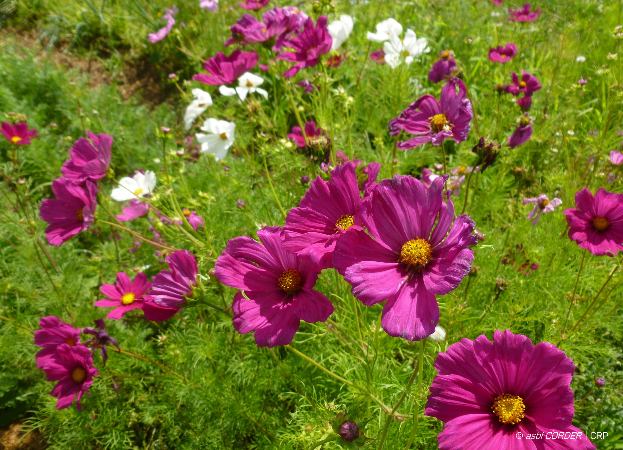 Fleurs de cosmos