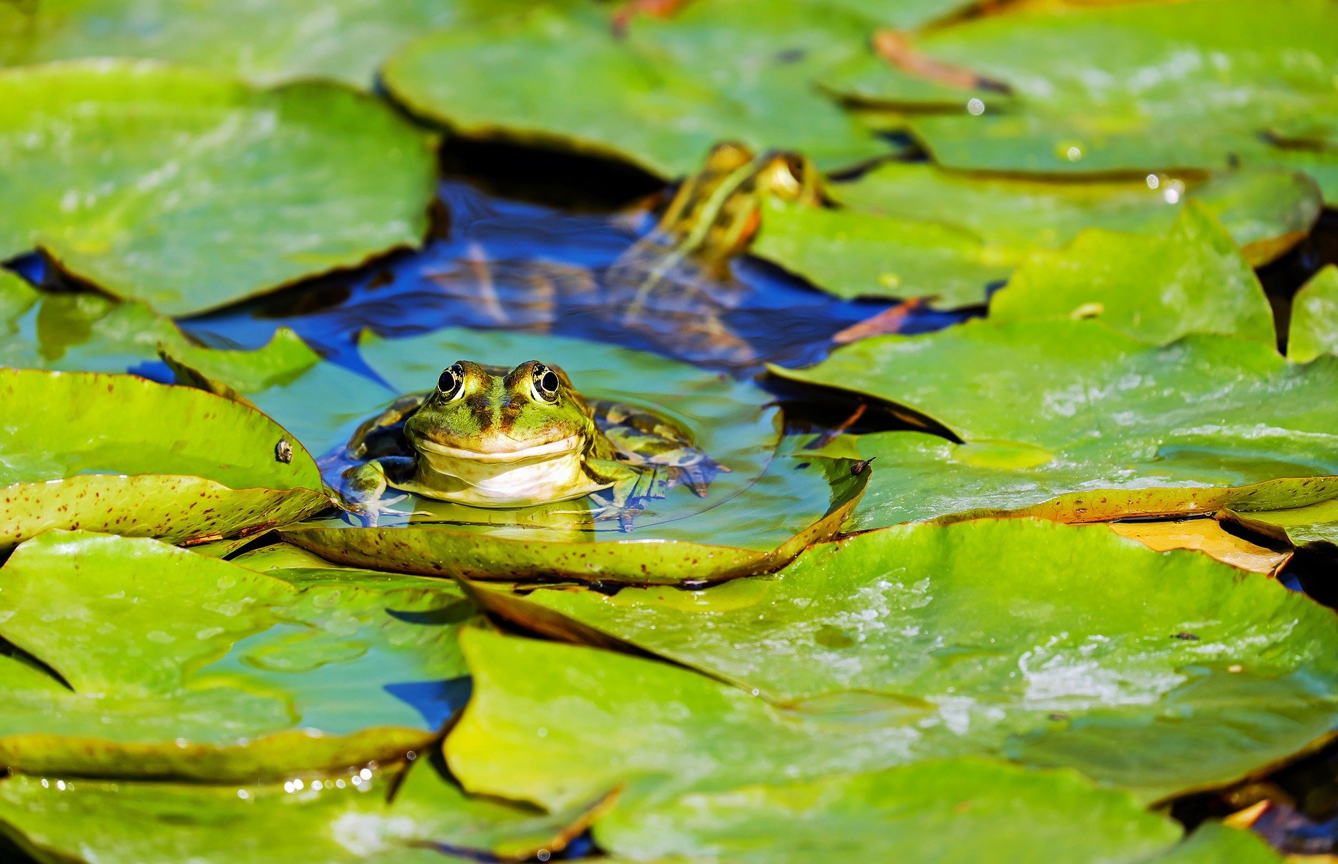 Grenouille - organisme aquatique