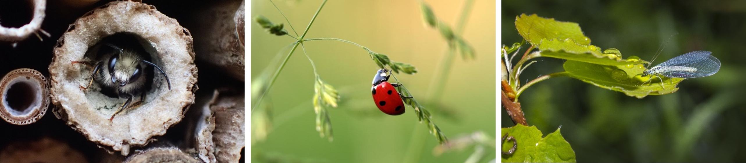 Osmie, coccinelle et chrysope