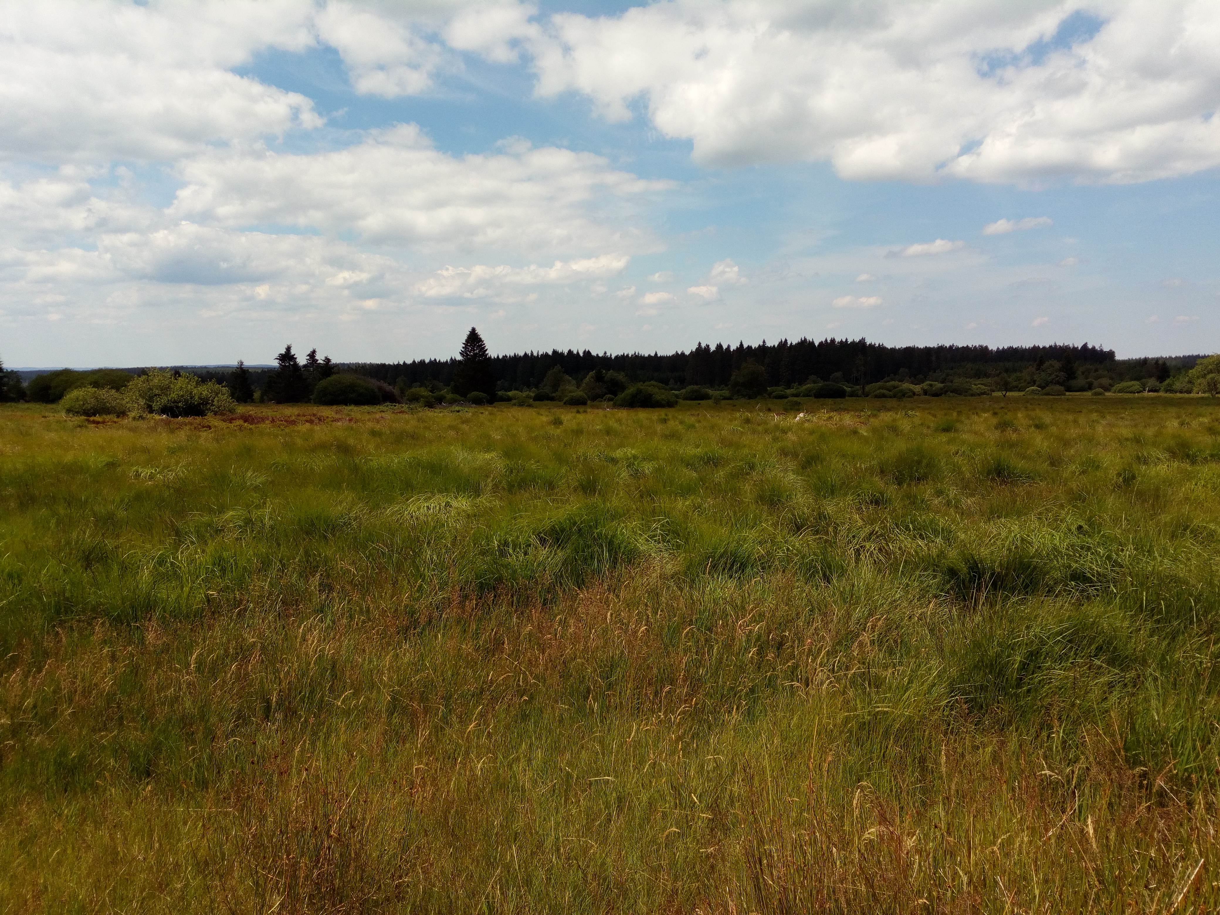 Fagnes