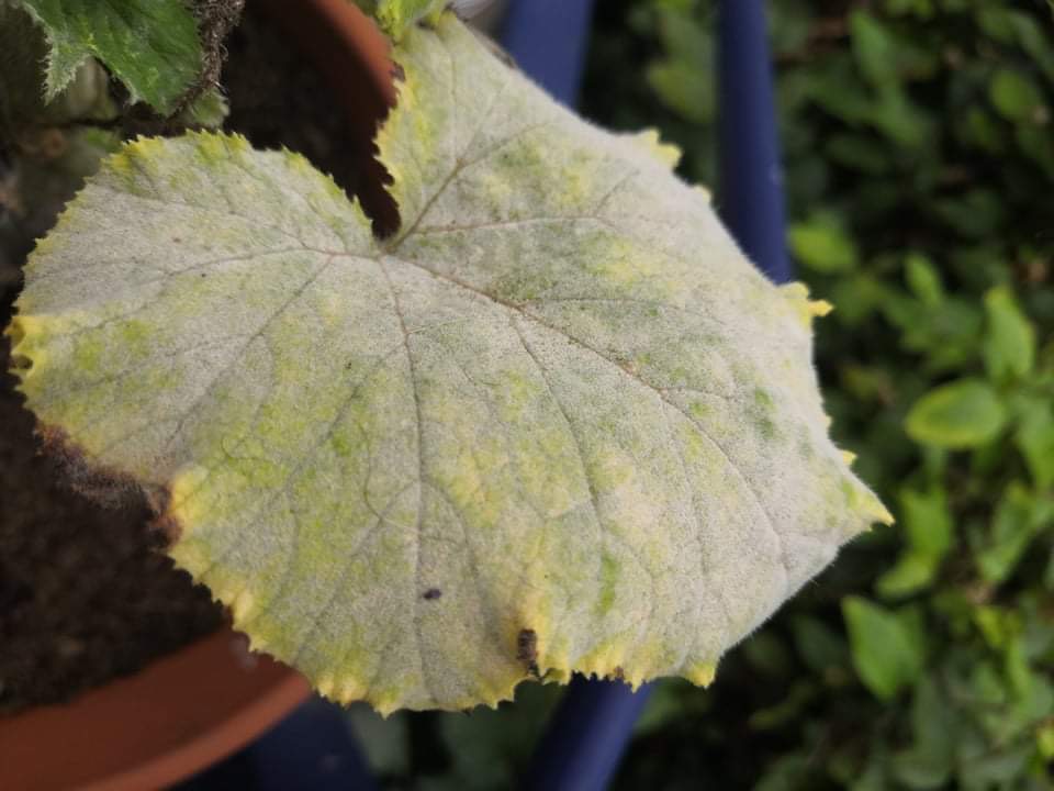 Oïdium sur courgette