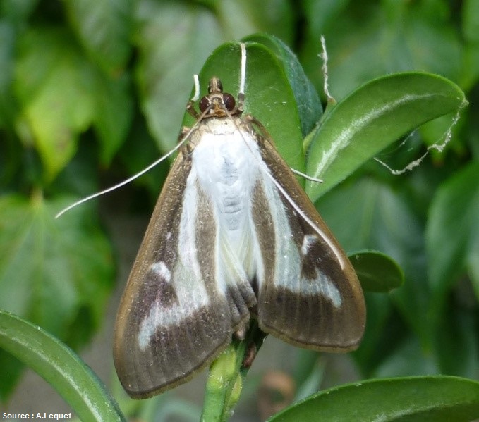 Papillon adulte de la pyrale du buis Cydalima perspectalis