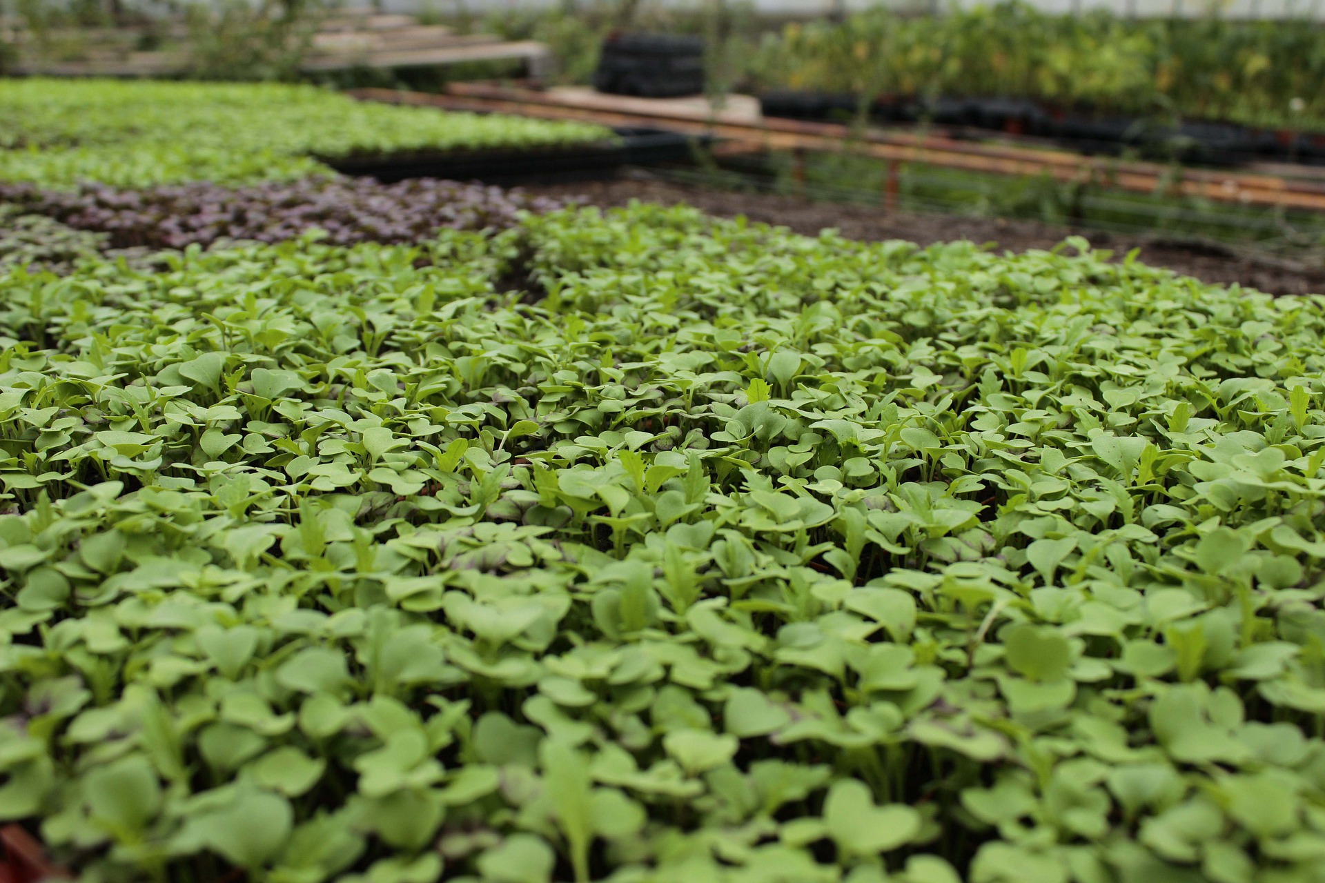 Pousses de légumes_feuilles soumises au contrôle pré-récolte