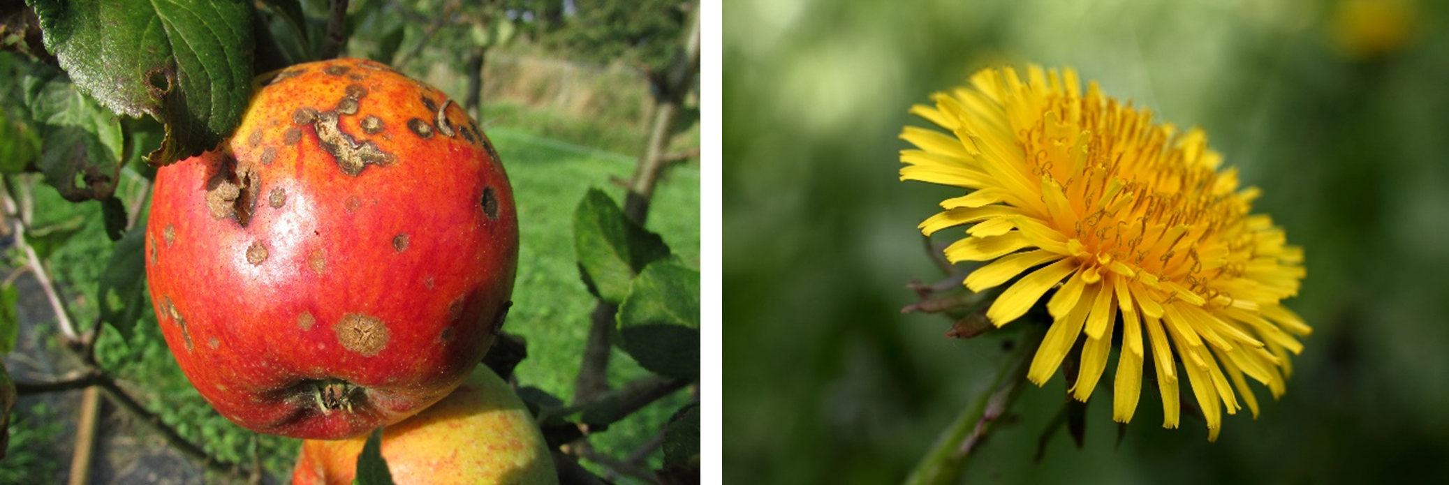 Tavelure du pommier et pissenlit