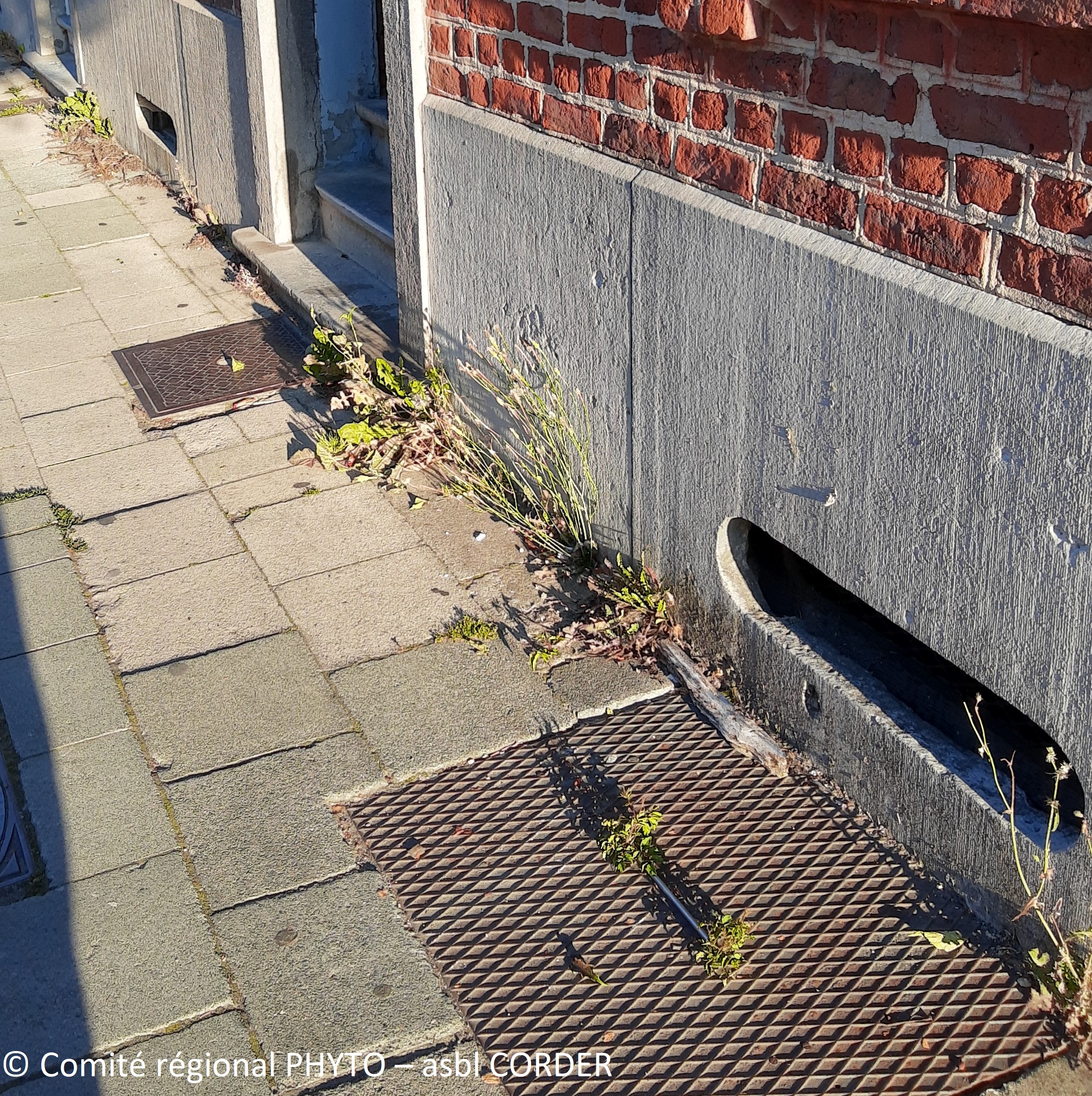 Mauvaises herbes sur un trottoir