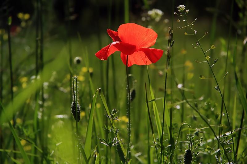Couverture été