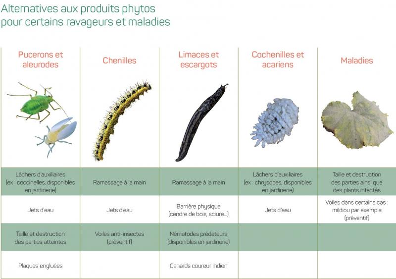 Alternatives aux produits phytos