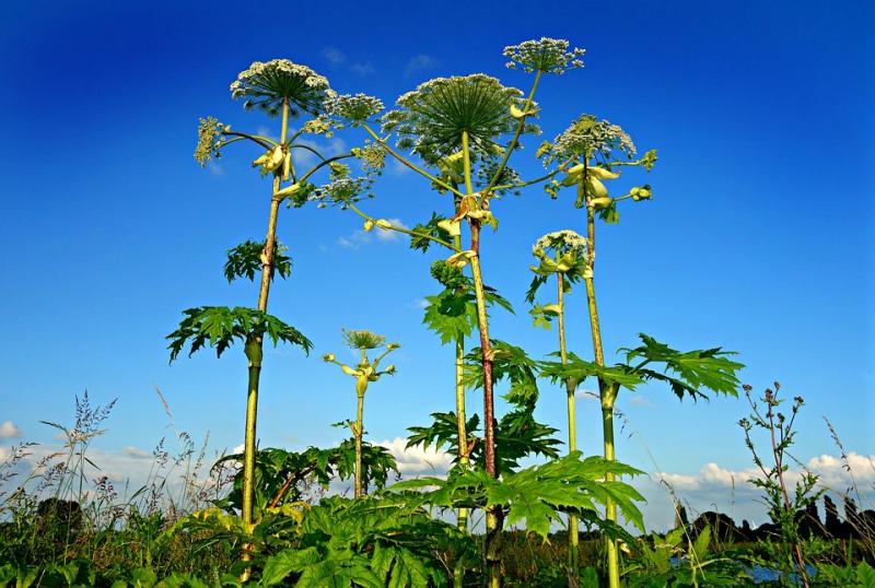 Plante exotique envahissante Berce du Caucase