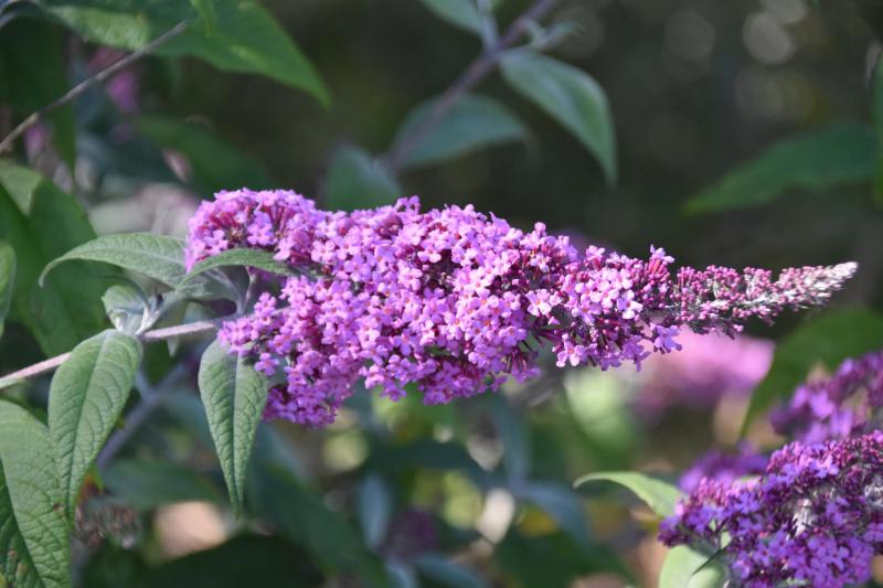 EEE Arbre aux papillons Buddleja davidii