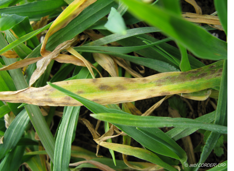 Observer l'escourgeon malade _ champignon foliaire