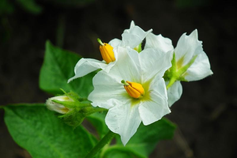 Pomme de terre en fleurs