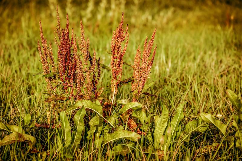 Organisme nuisible rumex dans un champ