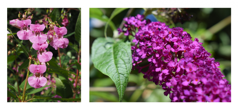 Balsamine de l'Himalaya et Buddleia de David