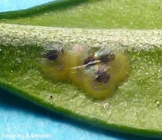 Oeufs de la pyrale (Cydalima perspectalis) sur feuille de buis (zoom)