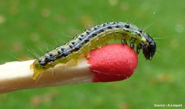 Chenille de la pyrale du buis Cydalima perspectalis