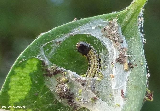 Jeune chenille de pyrale du buis Cydalima perspectalis dans son hibernarium