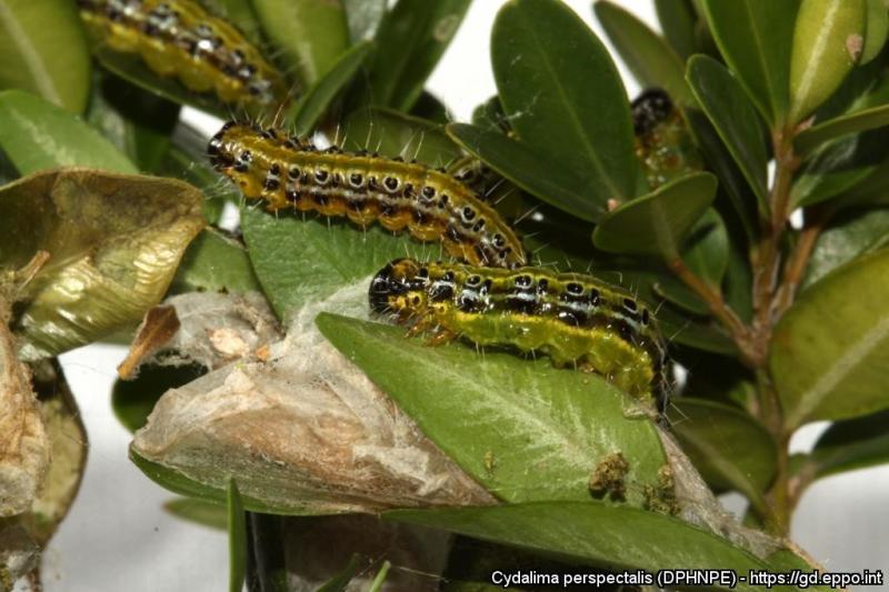 Chenilles de la pyrale du buis Cydalima perspectalis et logettes en soie