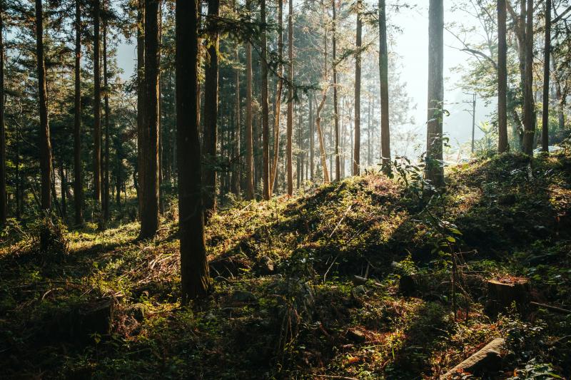 Forêt libre droit