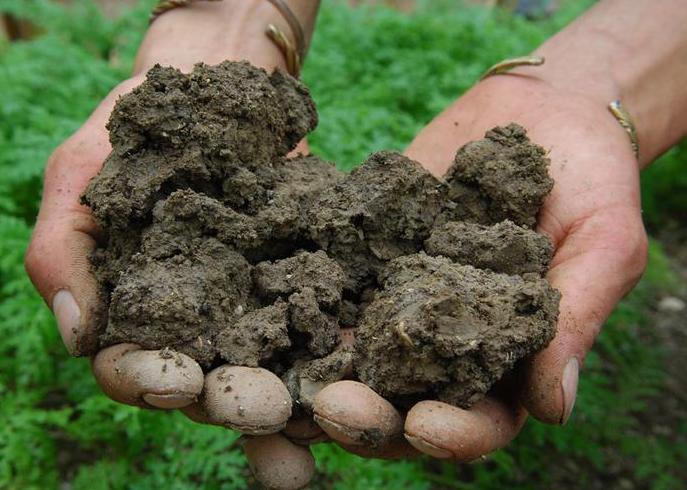Un sol riche en matières organiques et fertile est important pour la plante