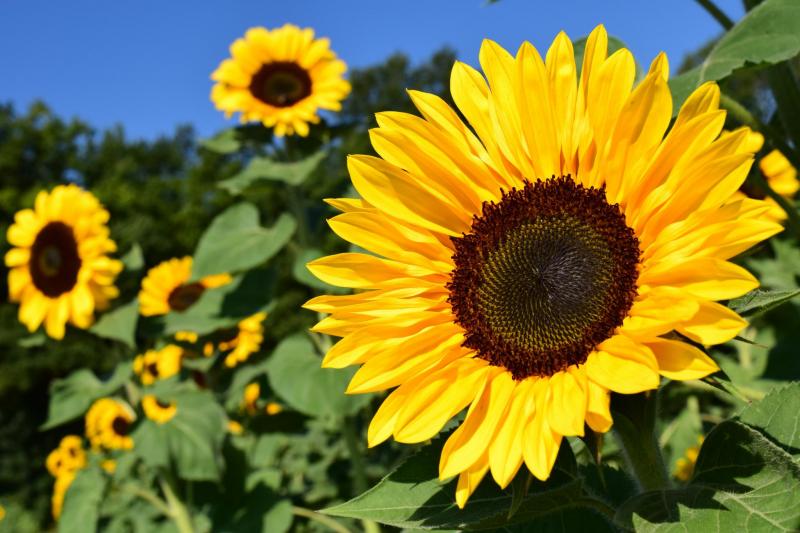 Tournesols en fleur