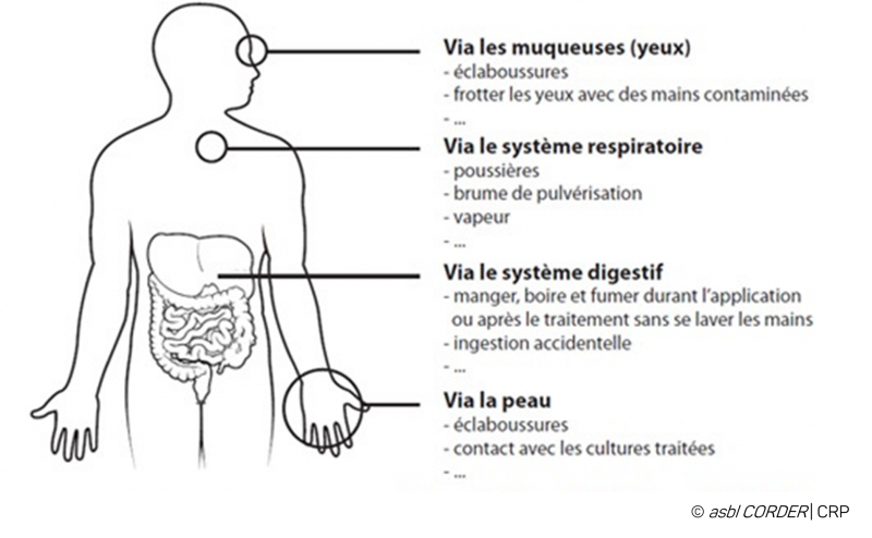 Les voies d'entrée peuvent être multiples pour le PPP (intoxication)