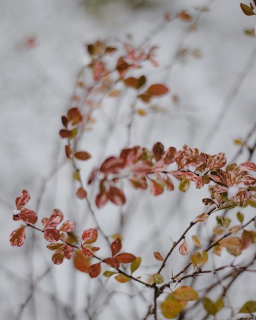 image de couverture hiver