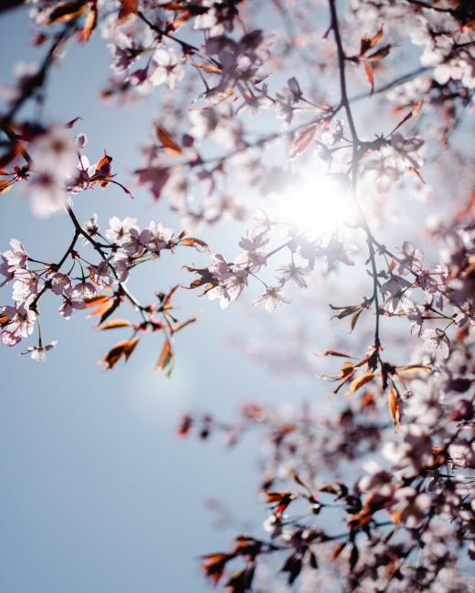 Couverture printemps