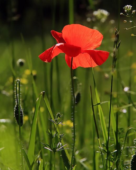 Couverture été
