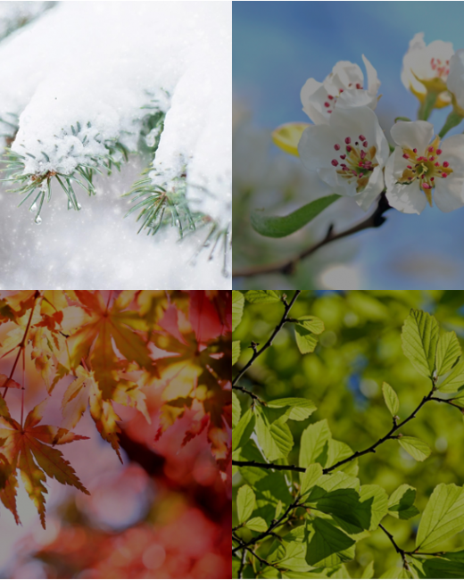 4 saisons - hiver