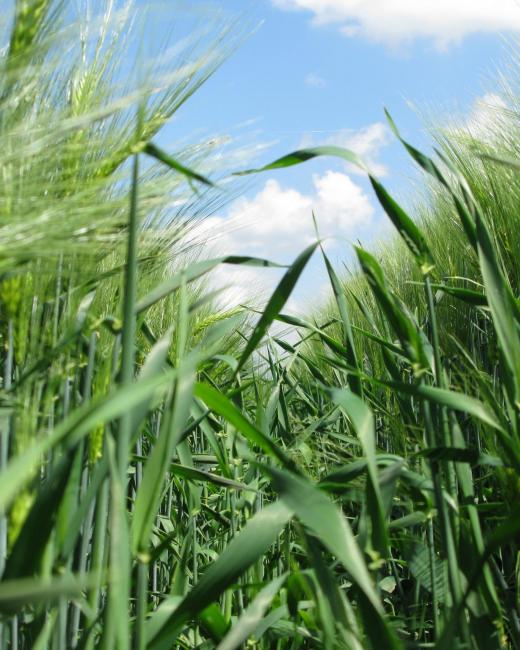Comité régional phyto champs de blé