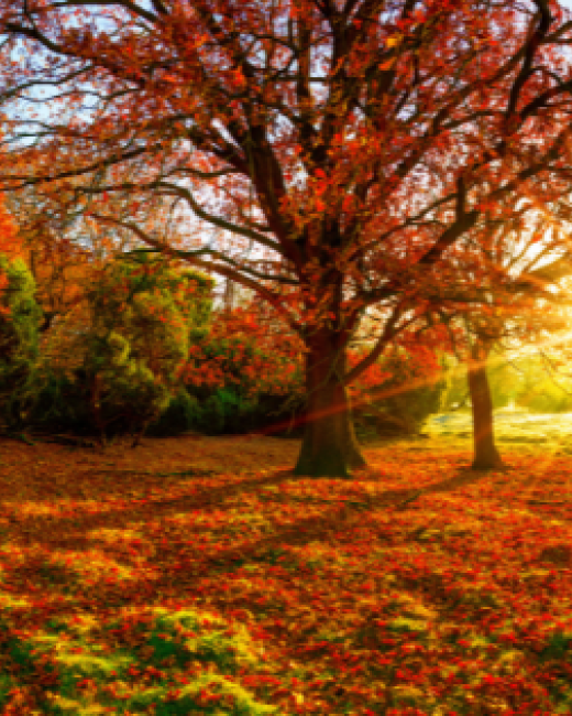couverture-automne-2026