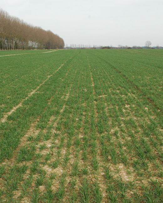 céréale d'hiver - Comité régional PHYTO