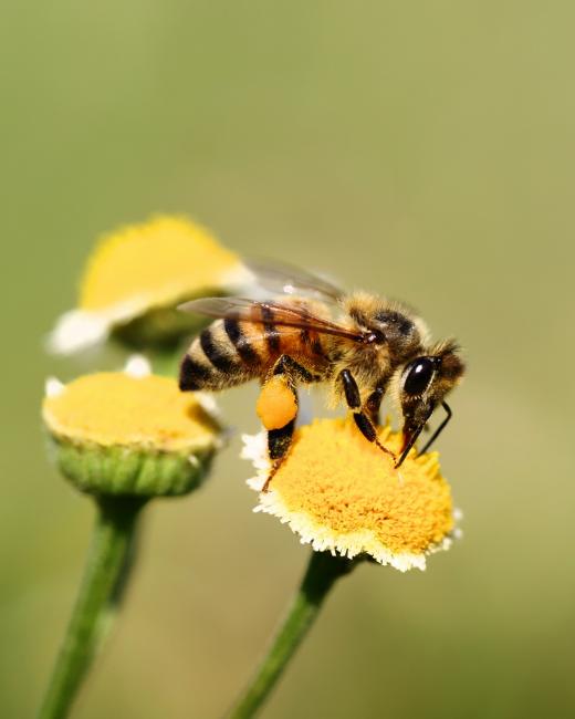 Abeilles sur fleur