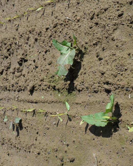 Rumex - mauvaise herbe