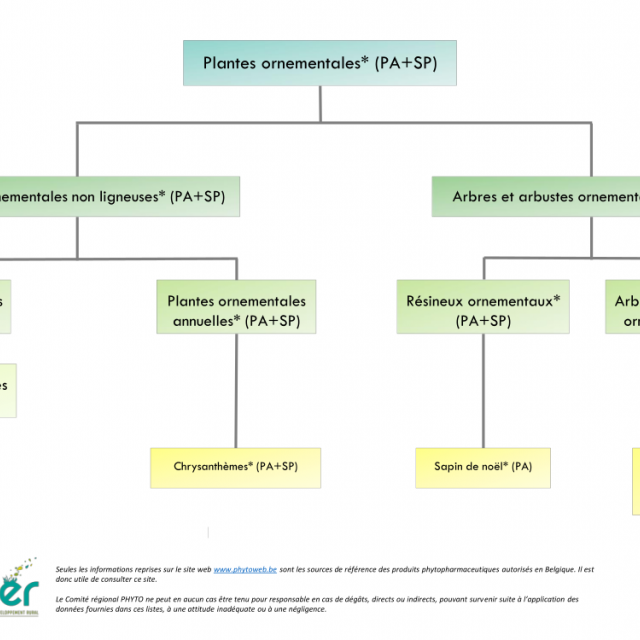 Classification plantes ornementales