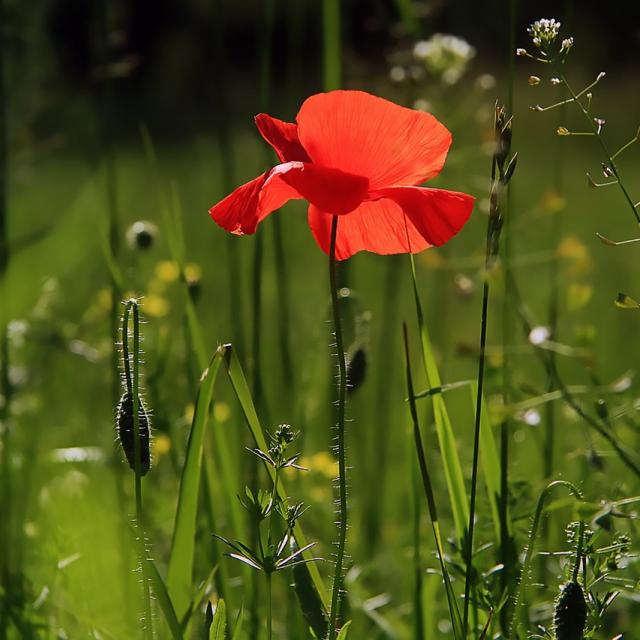 Couverture été