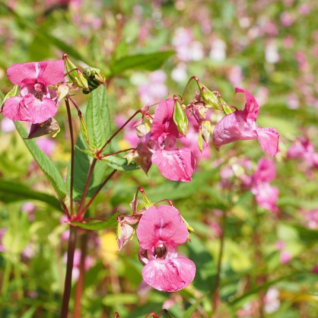 Plante exotique envahissante Balsamine de l'Himalaya