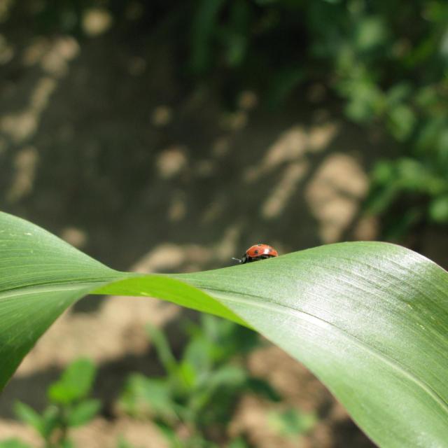 Coccinelle sur feuille