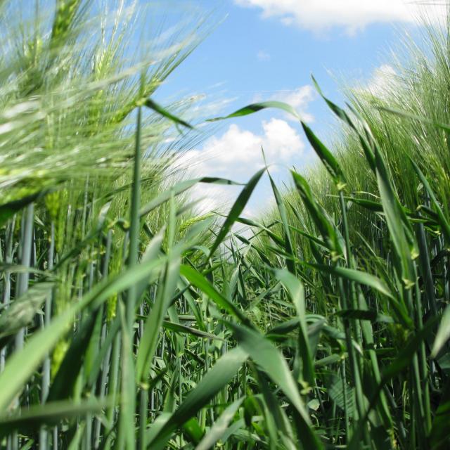 Comité régional phyto champs de blé