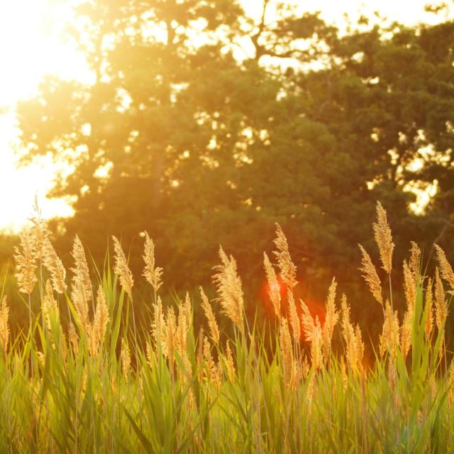 été-couverture