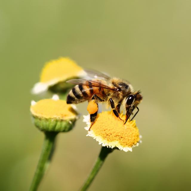 Abeilles sur fleur